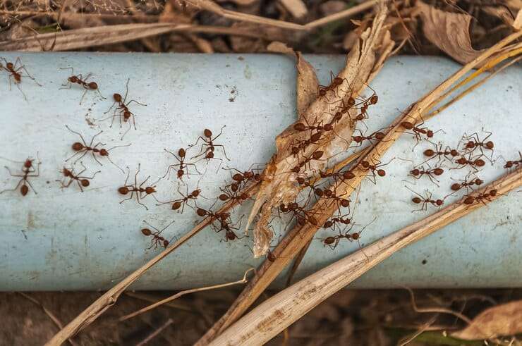 Top 3 Termite Control Processes