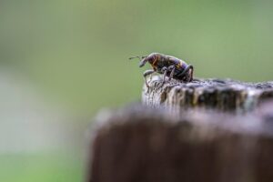 Bedbug infestation detection
