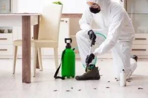 Effective Solutions Provider For Termite Control