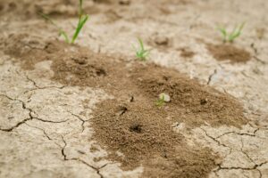 Termites Be Treated Permanently