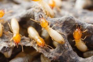 Termites Swarm After Rain