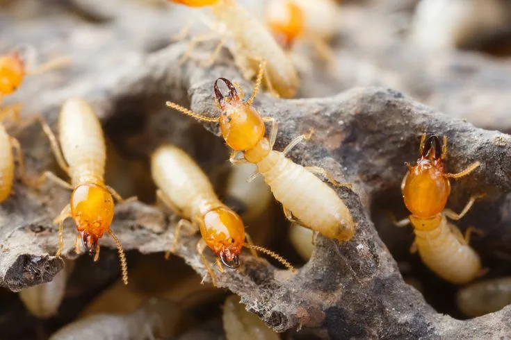 Termites Swarm After Rain