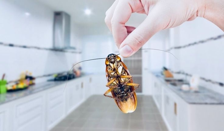 Attract Cockroaches To Your Kitchen